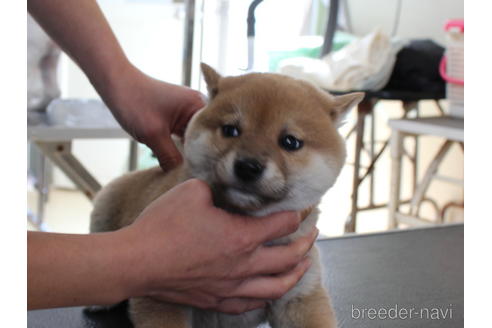成約済の熊本県の柴犬-163239の2枚目