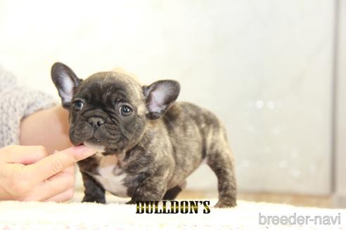 成約済の東京都のフレンチブルドッグ-163259