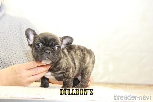 成約済の東京都のフレンチブルドッグ-163259の4枚目