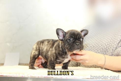 成約済の東京都のフレンチブルドッグ-163259の3枚目