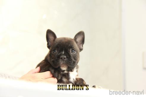 成約済の東京都のフレンチブルドッグ-163260の1枚目