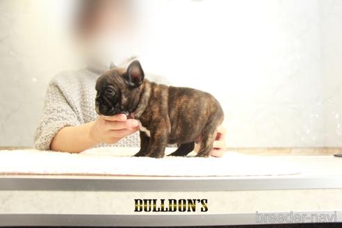 成約済の東京都のフレンチブルドッグ-163260の5枚目