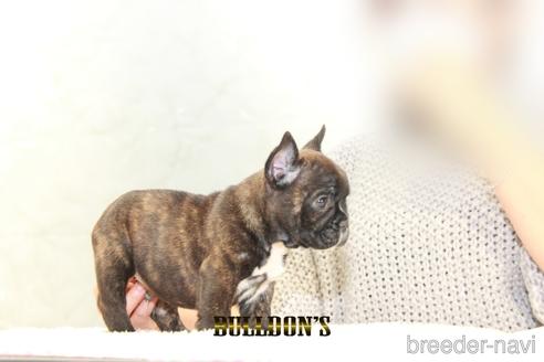 成約済の東京都のフレンチブルドッグ-163260の4枚目