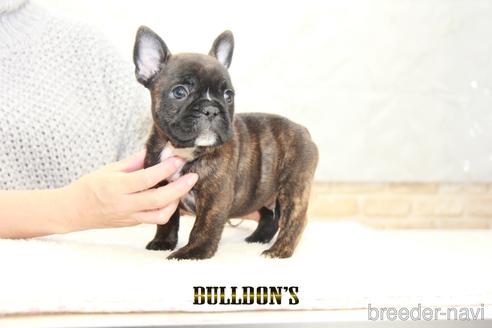 成約済の東京都のフレンチブルドッグ-163260の3枚目