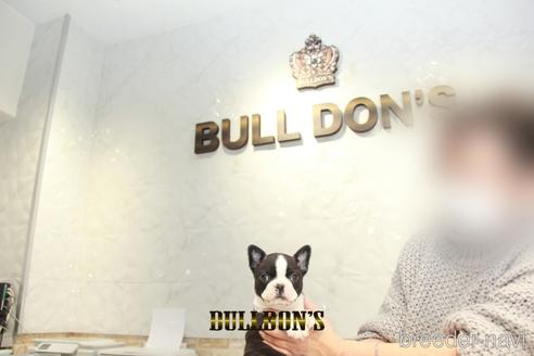 成約済の東京都のボストンテリア-163261の1枚目