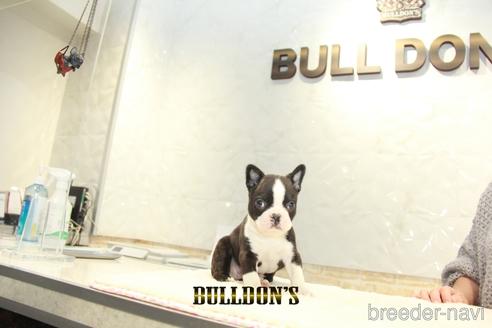 成約済の東京都のボストンテリア-163261の5枚目