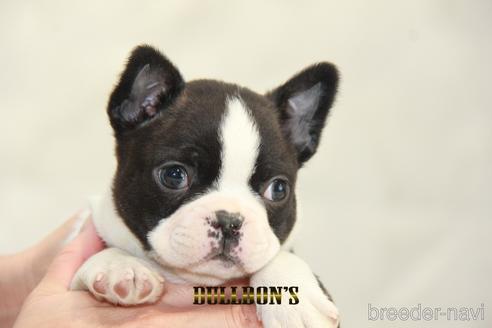 成約済の東京都のボストンテリア-163261の4枚目