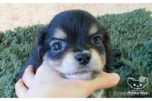 成約済の愛知県のチワックス:チワワ×ミニチュアダックスフンド-163131の1枚目