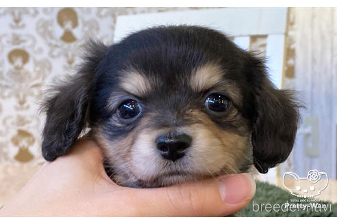 成約済の愛知県のチワックス:チワワ×ミニチュアダックスフンド-163129の1枚目