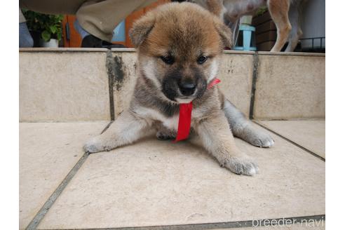 成約済の岡山県の柴犬-161887の1枚目