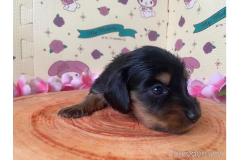 成約済の栃木県のミニチュアダックスフンド(ロングヘアード)-163297の4枚目