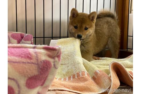 成約済の岡山県の豆柴-161055の3枚目