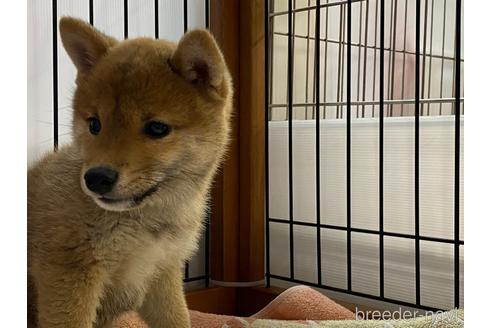 成約済の岡山県の豆柴-161055の4枚目