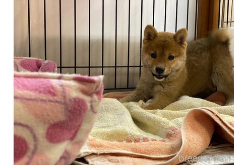 成約済の岡山県の豆柴-161055の5枚目