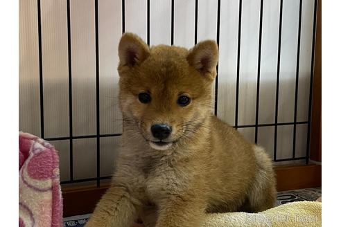 成約済の岡山県の豆柴-161055の1枚目