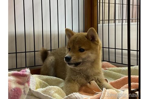 成約済の岡山県の豆柴-161055の2枚目