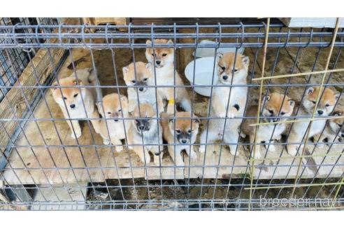 成約済の茨城県の柴犬-163323の1枚目