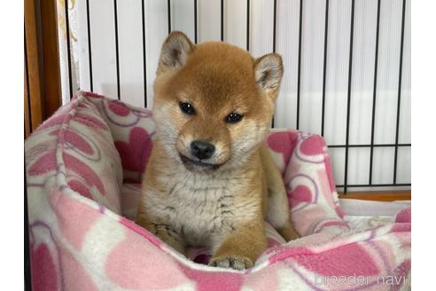 成約済の岡山県の柴犬-163306