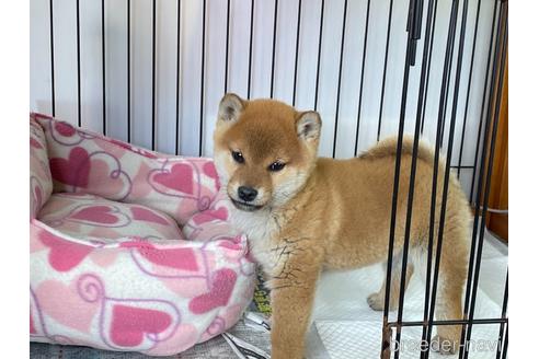 成約済の岡山県の柴犬-163306の2枚目