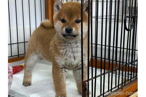 成約済の岡山県の柴犬-163306の4枚目