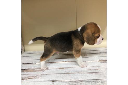 成約済の愛知県のビーグル-163309の2枚目