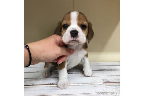 成約済の愛知県のビーグル-163309の1枚目