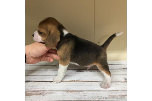 成約済の愛知県のビーグル-163309の4枚目