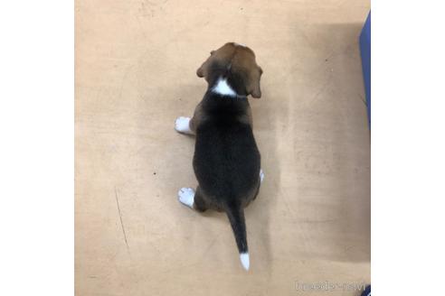 成約済の愛知県のビーグル-163309の3枚目