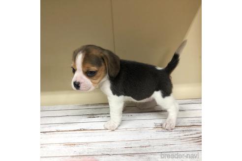 成約済の愛知県のビーグル-163310の2枚目