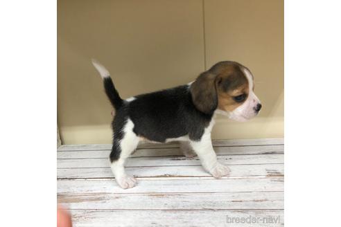 成約済の愛知県のビーグル-163310の4枚目