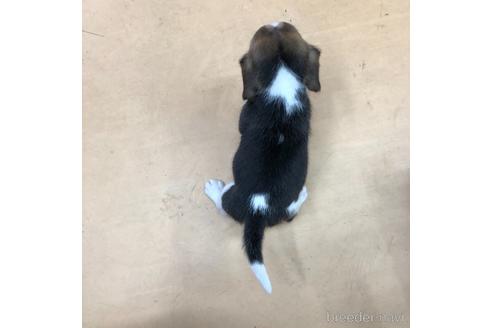 成約済の愛知県のビーグル-163310の3枚目