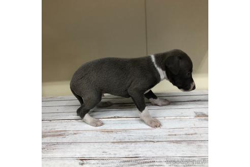 成約済の愛知県のイタリアングレーハウンド(イタグレ)-163316の4枚目