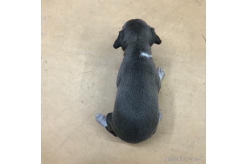 成約済の愛知県のイタリアングレーハウンド(イタグレ)-163316の2枚目