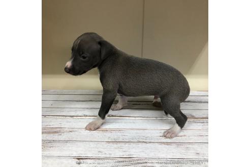 成約済の愛知県のイタリアングレーハウンド(イタグレ)-163316の3枚目