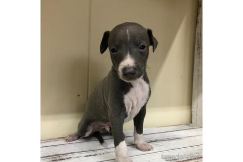 成約済の愛知県のイタリアングレーハウンド(イタグレ)-163316