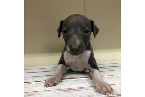 成約済の愛知県のイタリアングレーハウンド(イタグレ)-163317