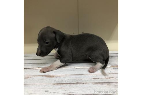 成約済の愛知県のイタリアングレーハウンド(イタグレ)-163317の4枚目