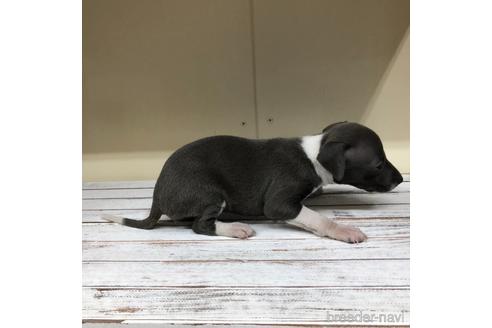 成約済の愛知県のイタリアングレーハウンド(イタグレ)-163317の3枚目