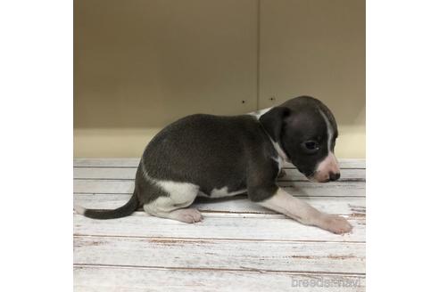 成約済の愛知県のイタリアングレーハウンド(イタグレ)-163320の3枚目