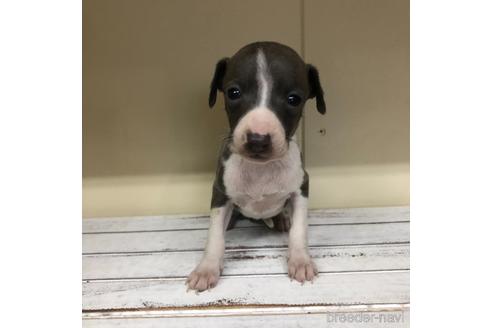 成約済の愛知県のイタリアングレーハウンド(イタグレ)-163320の1枚目