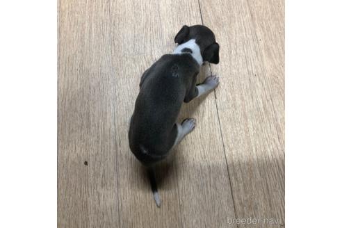 成約済の愛知県のイタリアングレーハウンド(イタグレ)-163320の4枚目