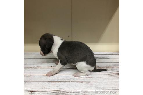 成約済の愛知県のイタリアングレーハウンド(イタグレ)-163320の2枚目