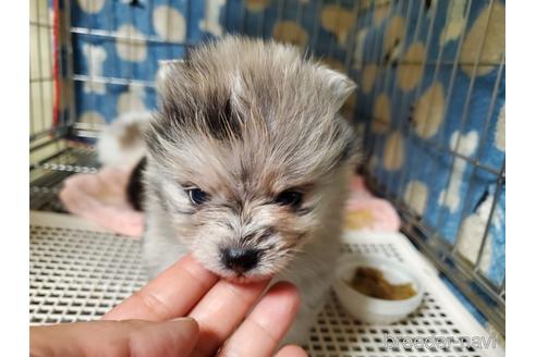 成約済の愛知県のポメラニアン-163355の5枚目