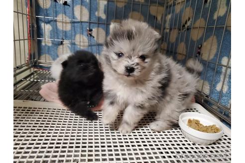 成約済の愛知県のポメラニアン-163355の1枚目