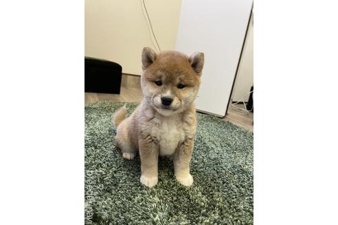 成約済の滋賀県の柴犬-160269