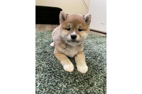 成約済の滋賀県の柴犬-160269の5枚目