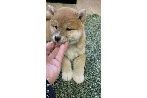 成約済の滋賀県の柴犬-160269の4枚目
