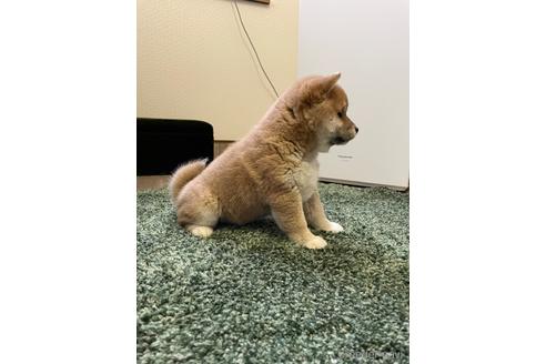 成約済の滋賀県の柴犬-160269の3枚目