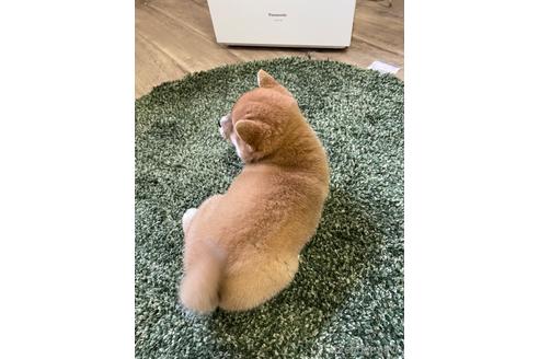 成約済の滋賀県の柴犬-160269の2枚目