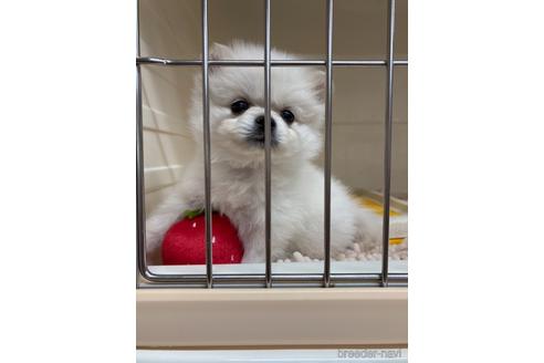 成約済の愛媛県のポメラニアン-161135の7枚目